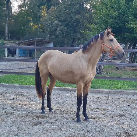 Repos Rouge-Plaisir Au Milieu Des Chevaux Apartamento Kembs Exterior foto