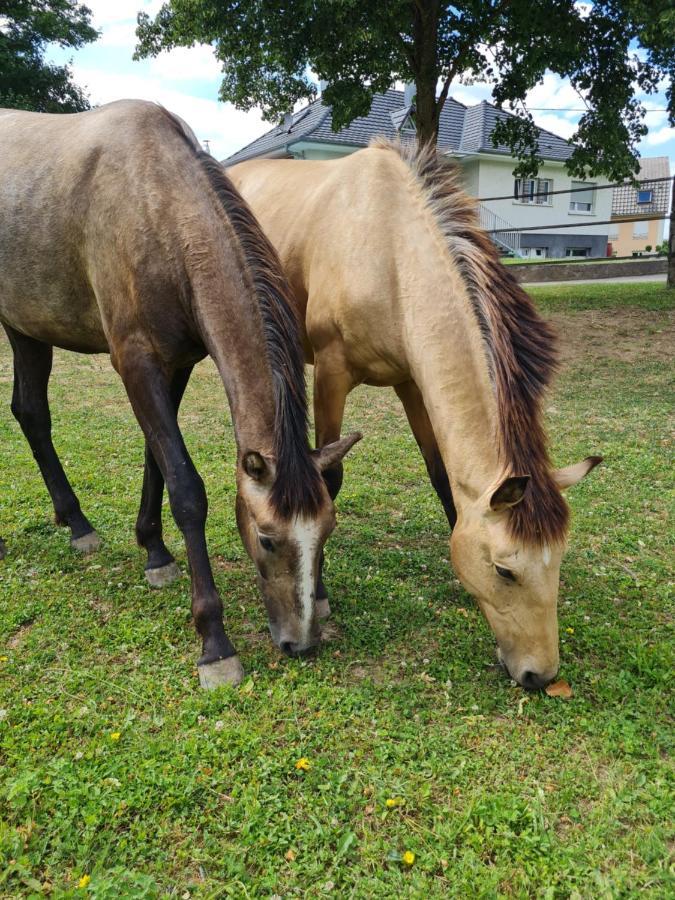 Repos Rouge-Plaisir Au Milieu Des Chevaux Apartamento Kembs Exterior foto